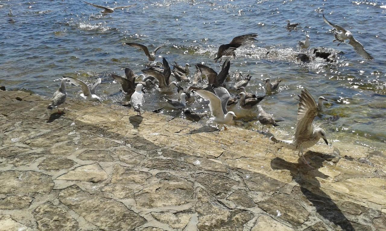 Edo Novigrad (Istria)